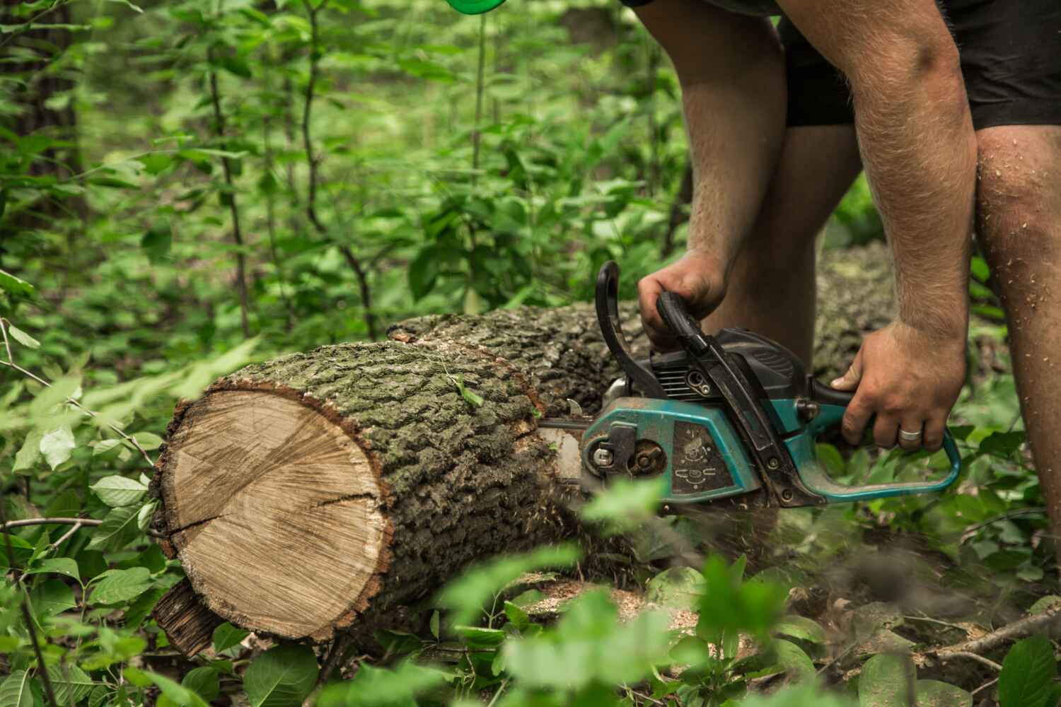 The Steps Involved in Our Tree Care Process in Lancaster, TX